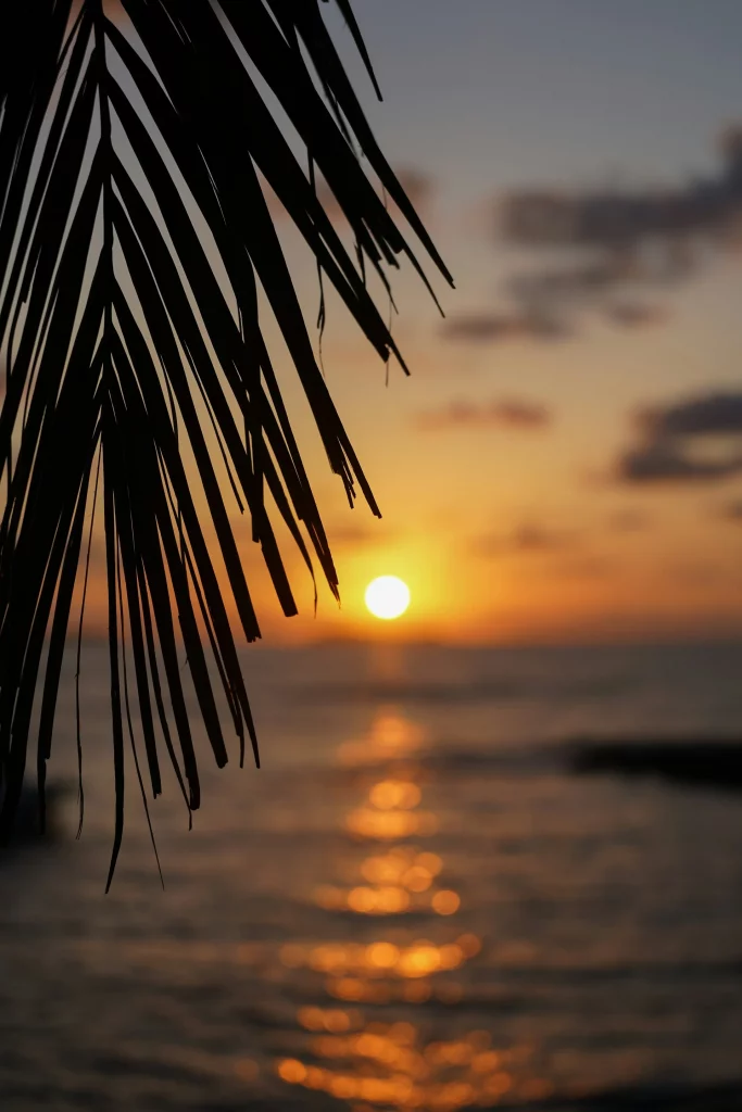 Silhouette de feuille de palmier au coucher du soleil sur la côte d’Ibiza