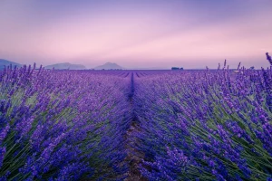 Lire la suite à propos de l’article France provence