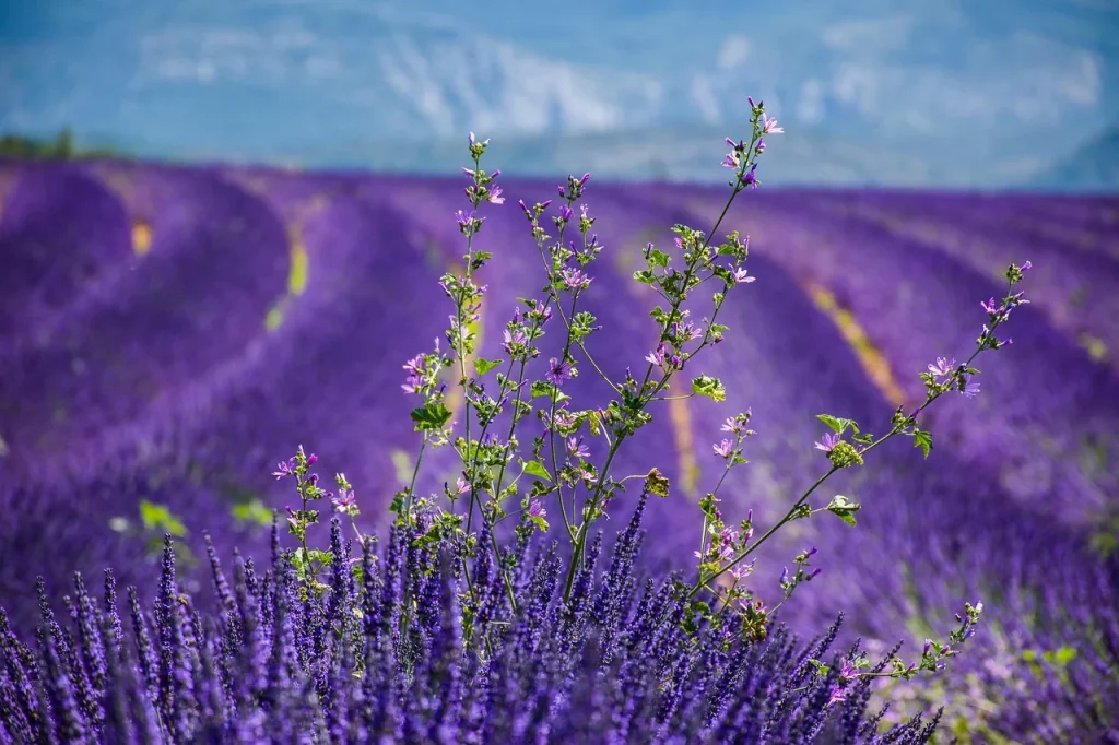 Close-up of lavender flowers in Provence, with vibrant purple shades and a clear blue sky in the background.