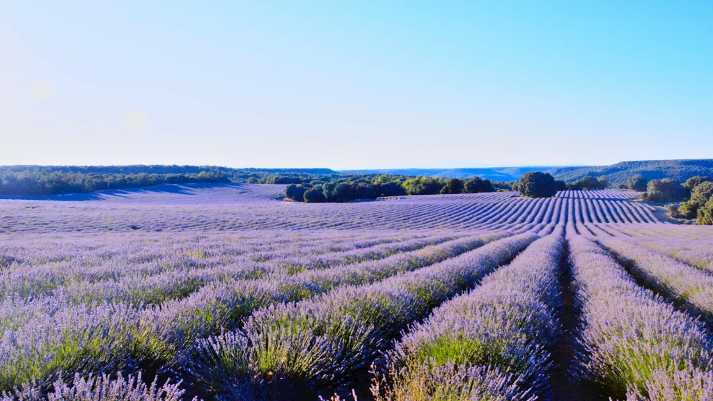 Champ de lavande en pleine floraison en Provence, avec des rangées de fleurs violettes s'étendant à perte de vue sous un ciel lumineux.